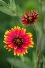 Indian blanket flower, Gaillardia pulchella, Texas hill country, Texas Art Print
